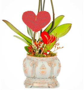 Caravaggio Çift Dal Mor Orkide Tasarım