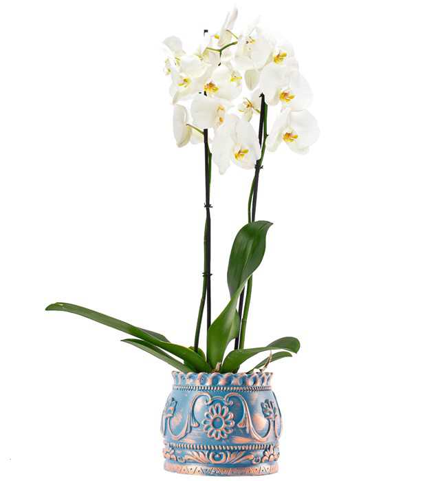 Trevi Barok Çift Dal Beyaz Orkide Tasarım