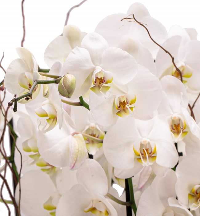 Athena Serisi Magnificent Beyaz Orkide Tasarım