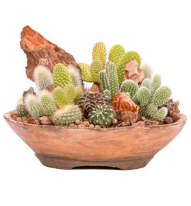 Art of Ceramic Series - Mix Kaktüs Tasarım