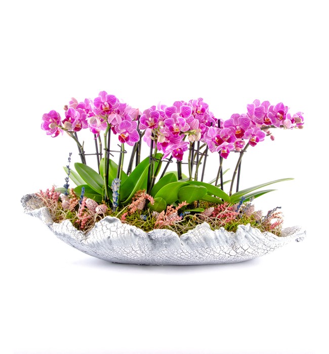 Pearl Serisi Mini Orkideler