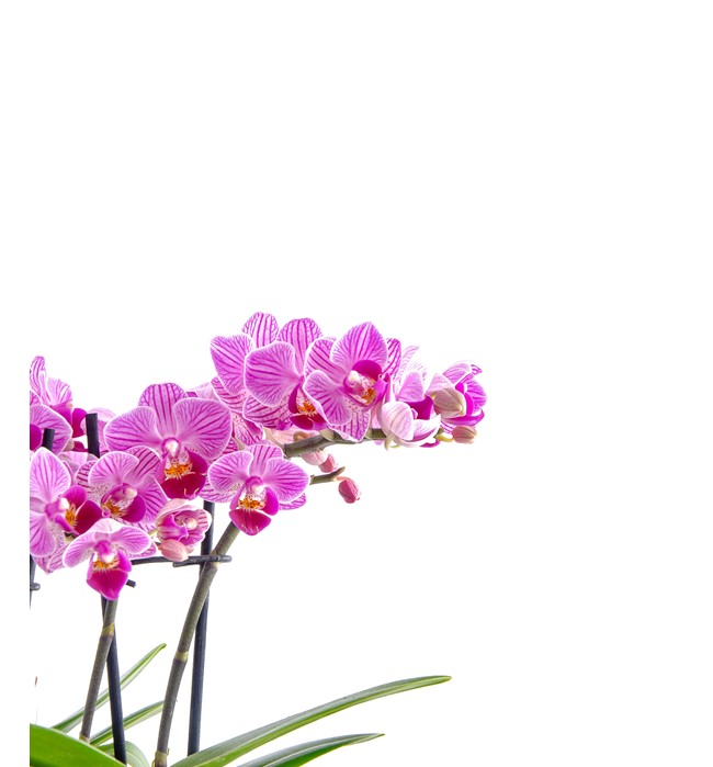 Pearl Serisi Mini Orkideler