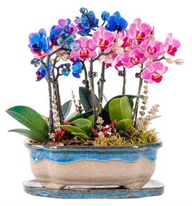 Art of Ceramic Series - Mini Mavi Mor Orkideler