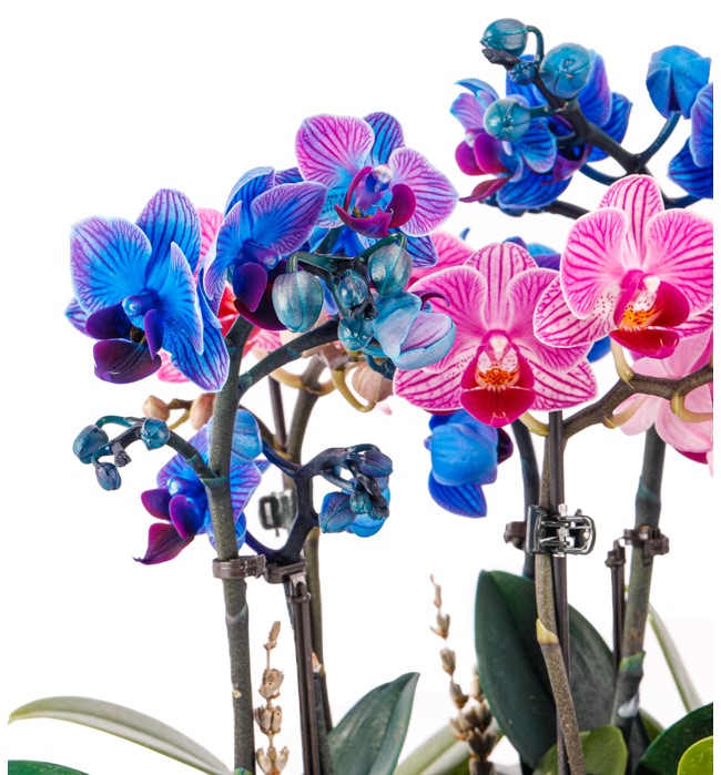 Art of Ceramic Series - Mini Mavi Mor Orkideler