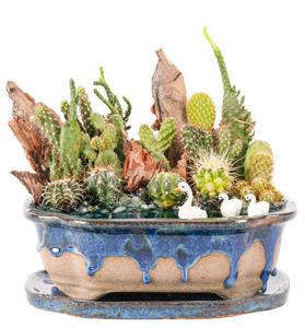 Art of Ceramic Series - Mix Kaktüs Teraryum