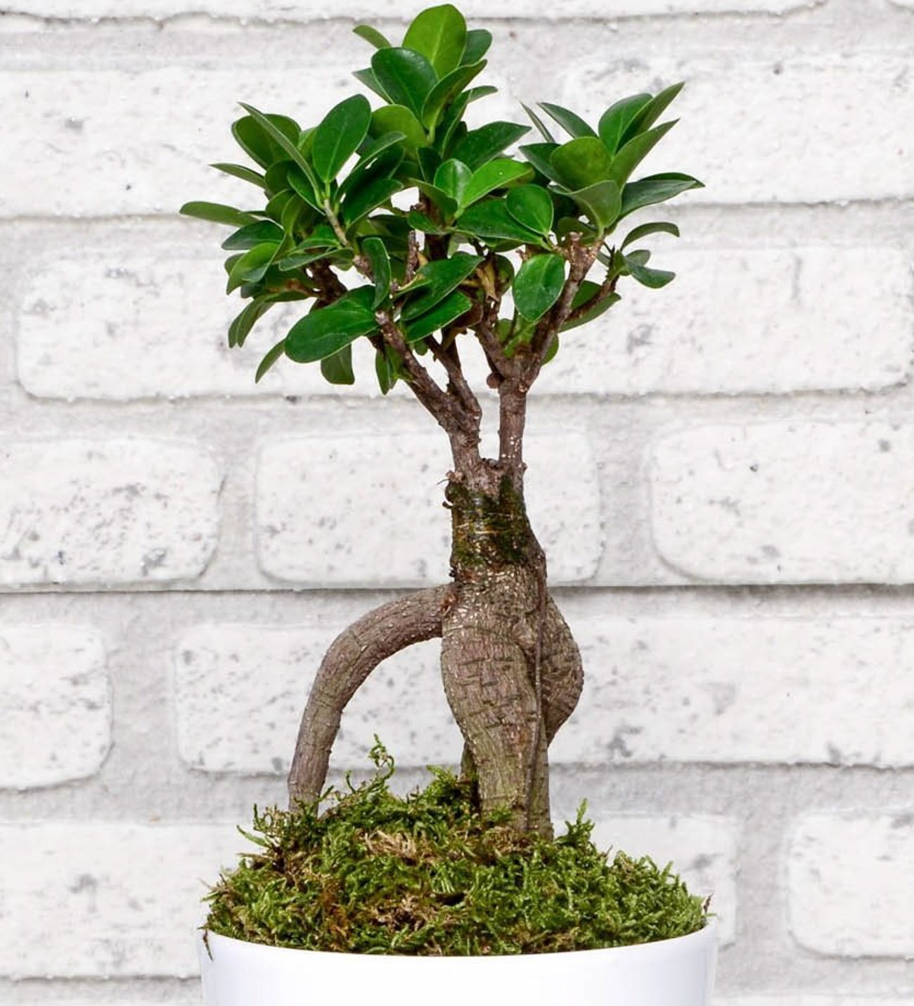 Kişiye Özel Fotoğraflı Ficus Gingsey Bonsai